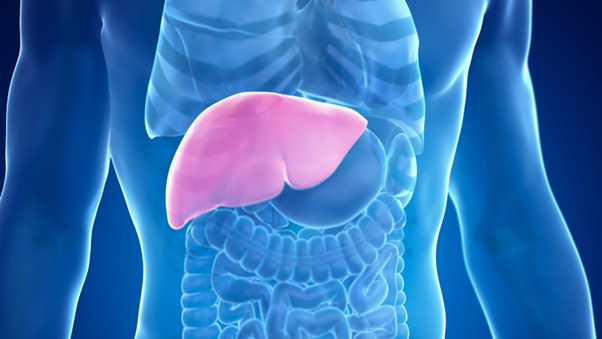 Illustration du corps humain mettant en valeur le foie, représentant comment la maladie de Wilson affecte cet organe et peut causer de graves dommages